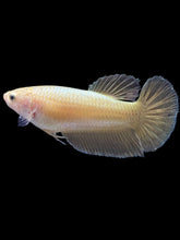 Load image into Gallery viewer, Female Halfmoon Plakat - Super Gold #1683 - Live Betta Fish
