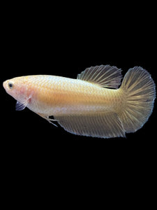 Female Halfmoon Plakat - Super Gold #1683 - Live Betta Fish