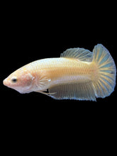 Load image into Gallery viewer, Female Halfmoon Plakat - Super Gold #1683 - Live Betta Fish
