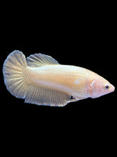 Load image into Gallery viewer, Female Halfmoon Plakat - Super Gold #1683 - Live Betta Fish
