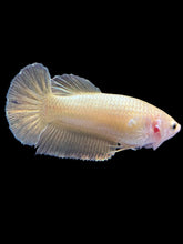 Load image into Gallery viewer, Female Halfmoon Plakat - Super Gold #1683 - Live Betta Fish
