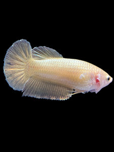 Female Halfmoon Plakat - Super Gold #1683 - Live Betta Fish