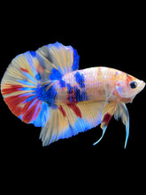 Load image into Gallery viewer, Male Halfmoon Plakat - Multicolor #1685 - Live Betta Fish
