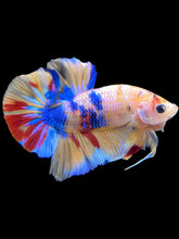 Load image into Gallery viewer, Male Halfmoon Plakat - Multicolor #1685 - Live Betta Fish
