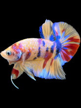Load image into Gallery viewer, Male Halfmoon Plakat - Multicolor #1685 - Live Betta Fish
