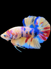 Load image into Gallery viewer, Male Halfmoon Plakat - Multicolor #1685 - Live Betta Fish
