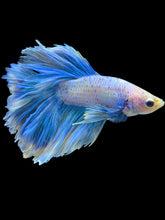 Load image into Gallery viewer, Male Rosetail - Pastel #1686 - Live Betta Fish
