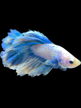 Load image into Gallery viewer, Male Rosetail - Pastel #1686 - Live Betta Fish
