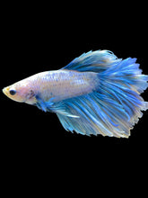 Load image into Gallery viewer, Male Rosetail - Pastel #1686 - Live Betta Fish
