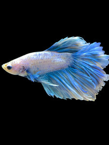 Male Rosetail - Pastel #1686 - Live Betta Fish