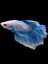 Load image into Gallery viewer, Male Rosetail - Pastel #1686 - Live Betta Fish

