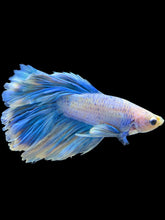 Load image into Gallery viewer, Male Rosetail - Pastel #1686 - Live Betta Fish
