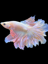 Load image into Gallery viewer, Male Rosetail - Pastel Pink #1687 - Live Betta Fish
