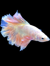 Load image into Gallery viewer, Male Rosetail - Pastel Pink #1687 - Live Betta Fish

