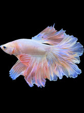 Load image into Gallery viewer, Male Rosetail - Pastel Pink #1687 - Live Betta Fish
