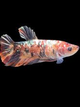 Load image into Gallery viewer, GIANT Female Halfmoon Plakat - Candy Copper #1688 Live Betta Fish
