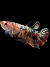 Load image into Gallery viewer, GIANT Female Halfmoon Plakat - Candy Copper #1688 Live Betta Fish
