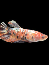 Load image into Gallery viewer, GIANT Female Halfmoon Plakat - Candy Copper #1688 Live Betta Fish

