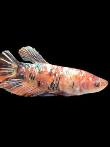 GIANT Female Halfmoon Plakat - Candy Copper #1688 Live Betta Fish