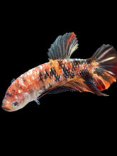 Load image into Gallery viewer, GIANT Female Halfmoon Plakat - Candy Copper #1688 Live Betta Fish
