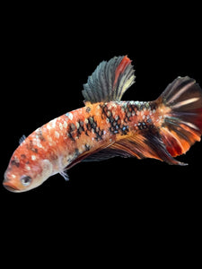 GIANT Female Halfmoon Plakat - Candy Copper #1688 Live Betta Fish