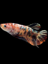 Load image into Gallery viewer, GIANT Female Halfmoon Plakat - Candy Copper #1688 Live Betta Fish
