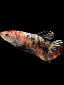GIANT Female Halfmoon Plakat - Candy Copper #1688 Live Betta Fish