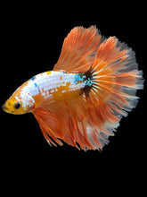 Load image into Gallery viewer, Male Rosetail - Fancy Orange #1689 - Live Betta Fish
