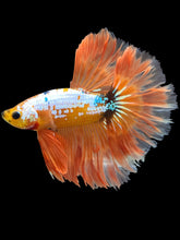 Load image into Gallery viewer, Male Rosetail - Fancy Orange #1689 - Live Betta Fish
