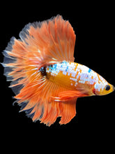 Load image into Gallery viewer, Male Rosetail - Fancy Orange #1689 - Live Betta Fish
