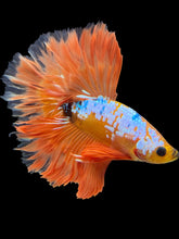 Load image into Gallery viewer, Male Rosetail - Fancy Orange #1689 - Live Betta Fish

