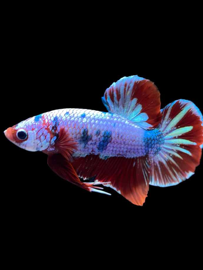 Male Halfmoon Plakat - Fancy Dragon #1691 - Live Betta Fish