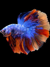 Load image into Gallery viewer, Male Halfmoon - Galaxy #1692 - Live Betta Fish
