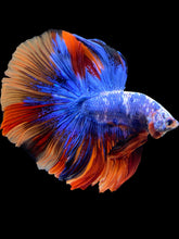 Load image into Gallery viewer, Male Halfmoon - Galaxy #1692 - Live Betta Fish
