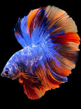 Load image into Gallery viewer, Male Halfmoon - Galaxy #1692 - Live Betta Fish
