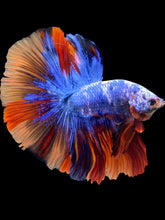 Load image into Gallery viewer, Male Halfmoon - Galaxy #1692 - Live Betta Fish
