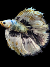 Load image into Gallery viewer, Male Fullmoon - Snow Copper #1693 - Live Betta Fish
