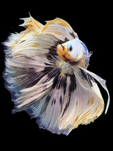 Load image into Gallery viewer, Male Fullmoon - Snow Copper #1693 - Live Betta Fish
