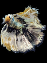 Load image into Gallery viewer, Male Fullmoon - Snow Copper #1693 - Live Betta Fish
