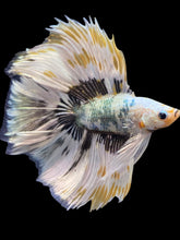 Load image into Gallery viewer, Male Fullmoon - Snow Copper #1693 - Live Betta Fish
