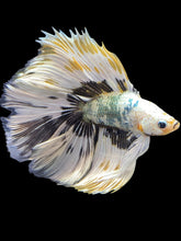 Load image into Gallery viewer, Male Fullmoon - Snow Copper #1693 - Live Betta Fish
