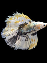 Load image into Gallery viewer, Male Fullmoon - Snow Copper #1693 - Live Betta Fish
