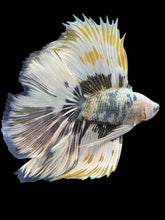 Load image into Gallery viewer, Male Fullmoon - Snow Copper #1693 - Live Betta Fish
