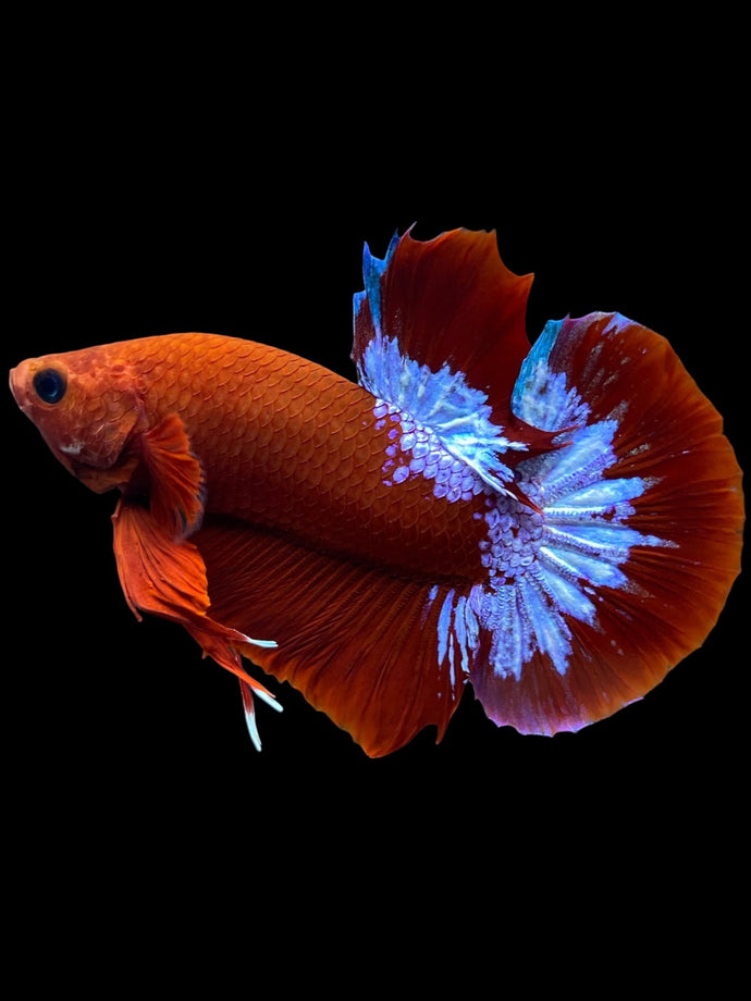 Male Halfmoon Plakat - Red FCCP #1694 - Live Betta Fish