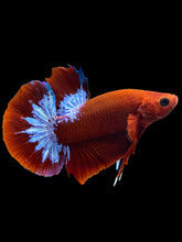 Load image into Gallery viewer, Male Halfmoon Plakat - Red FCCP #1694 - Live Betta Fish
