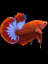 Load image into Gallery viewer, Male Halfmoon Plakat - Red FCCP #1694 - Live Betta Fish
