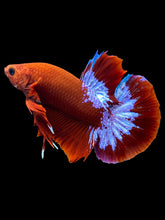 Load image into Gallery viewer, Male Halfmoon Plakat - Red FCCP #1694 - Live Betta Fish
