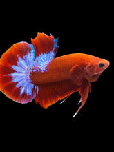 Load image into Gallery viewer, Male Halfmoon Plakat - Red FCCP #1694 - Live Betta Fish
