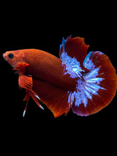 Load image into Gallery viewer, Male Halfmoon Plakat - Red FCCP #1694 - Live Betta Fish
