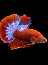 Load image into Gallery viewer, Male Halfmoon Plakat - Red FCCP #1694 - Live Betta Fish
